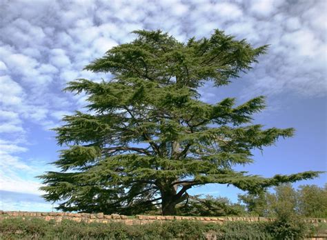 What Are Softwood Trees Information About Softwood Tree Species