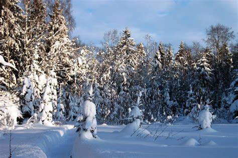 landscape, Snow, Forest Wallpapers HD / Desktop and Mobile Backgrounds