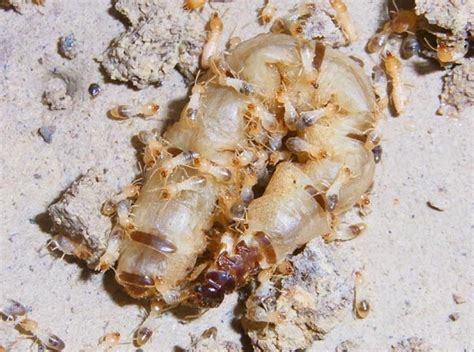 Queen Termite Life Cycle