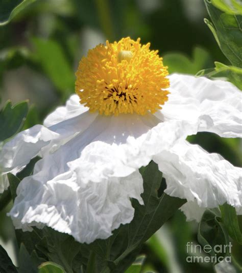 Fried Egg Poppy Photograph By Marta Robin Gaughen Fine Art America