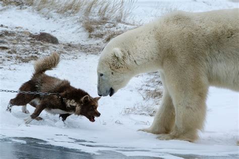 Fearless Guard Dog Went Toe To Toe Against A Huge Polar Bear Guess