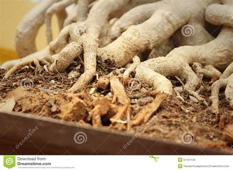 Root Trees Are Beautiful In The Nature Stock Photo Image Of Ecology