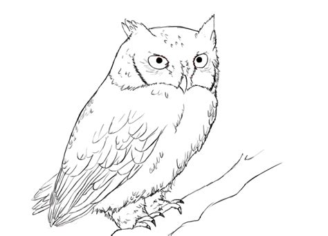 How To Draw An Owl Draw Central