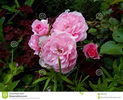 Beautiful Bush Of Light Pink Roses In Garden Stock Image Image Of