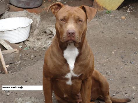 Here are four instances of medical issues that influence the pooch Download Red Nose Pitbull Wallpaper Gallery