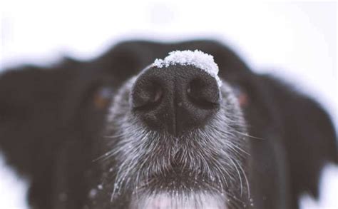 How Strong Is Dogs Sense Of Smell