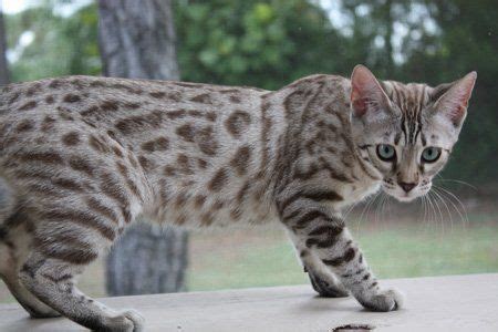 High to low nearest first. Exotic Snow Bengal Kittens for Sale and snow Bengal cats ...