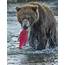 Brown Bear Fishing Katmai National Photograph By Art Wolfe