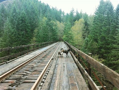Abandoned Railroad In The Tillamook Forest Tillamook Railroad Tracks