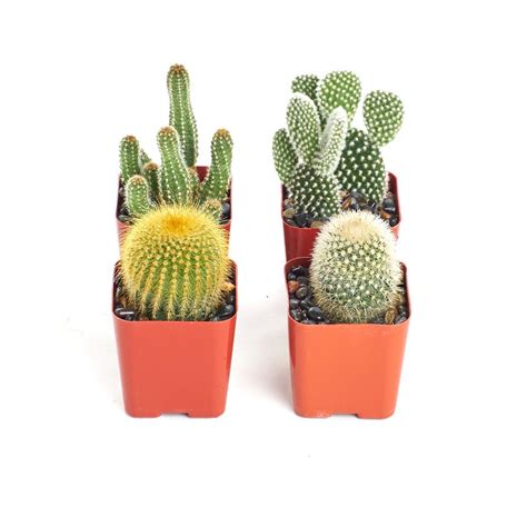 Home Botanicals Assorted Cactus 4 Pack 4 Cac Asr 25in The Home Depot