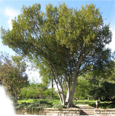 Laurus Nobilis Sweet Bay Tree Trees And Shrubs Trees To Plant