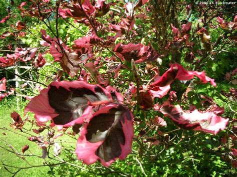 Tri color beech has both male and female flowers on the same tree. Pin by Billie Sue Elkins-Cavins on landscape | Pinterest