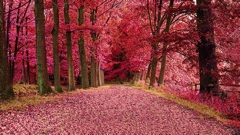Road Between Red Autumn Leaves Trees Forest Background Hd Autumn