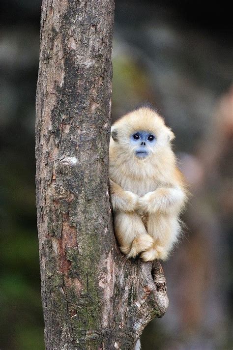 Most Unbelievably Adorable Baby Monkeys In The World Cute Animals