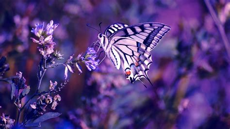 White And Purple Tiger Swallow Tail Butterfly Butterfly Purple