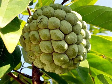Download high quality clip art of custard apple from our collection of 41,940,205 clip art graphics. How to grow Custard apple in container | Growing Custard ...