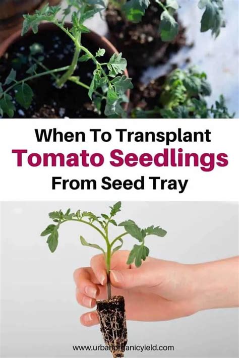 How And When To Transplant Tomato Seedlings From Seed Tray