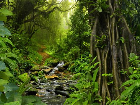 Papéis De Parede Tailândia Natureza Paisagem Floresta Tropical