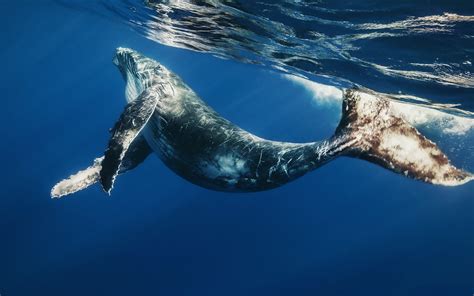 Blue Whale Photos Photos World