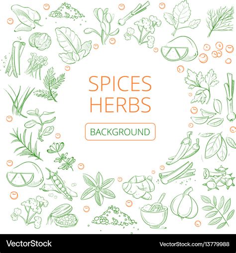 Hand Drawn Herbs And Spices Healthy Natural Vector Image