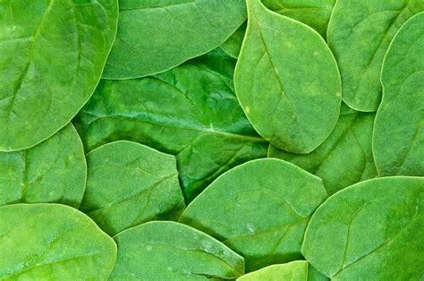 They are moderately resistant to diseases. 10 Different Types of Spinach