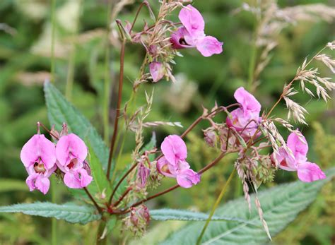 Impatiens Glandulifera Himalayan Balsam Flora Balsaminaceae