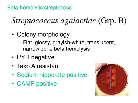 Ppt Streptococcaceae I Powerpoint Presentation Free Download Id 1377755