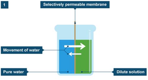 Cell Membrane Bbc Bitesize Labeled Cell Diagram