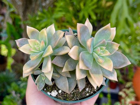 Graptopetalum Paraguayense Variegatum World Of Succulents