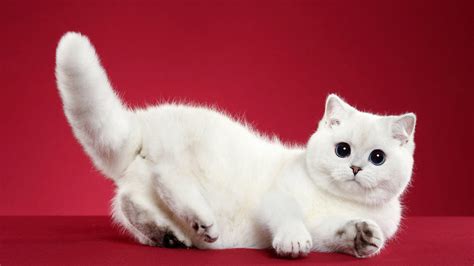 Cute White Cat Is Lying Down On Table In Red Background Hd Animals