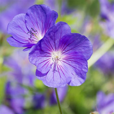 Geranium (Perennial) Kashmir Purple - Easy To Grow Bulbs