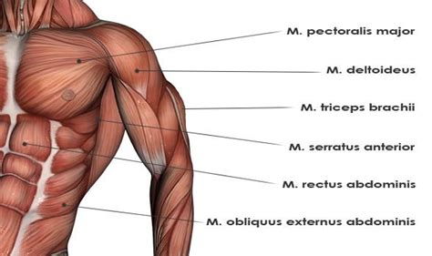 Related online courses on physioplus. upper body muscles diagram so you know which muscles to ...