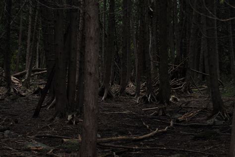 Dark Forest Free Stock Photo Public Domain Pictures