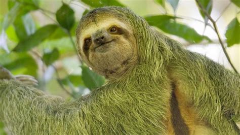 7 Sloth Facts You Probably Didnt Know