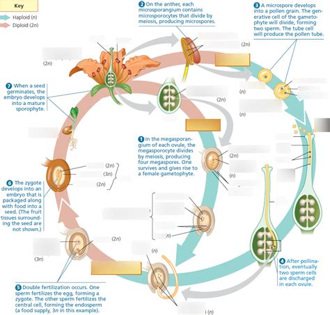 Angiosperm Life Cycle Diagram Quizlet