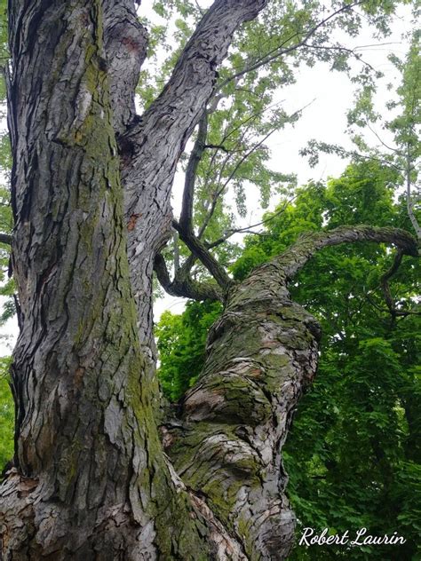 L arbre Mature | Tree, Woodlands, Forest