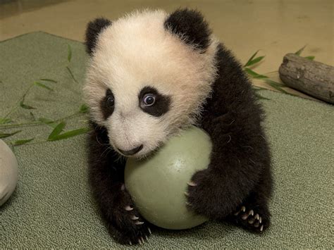 Agreed Baby Pandas Are Cute But Why The Two Way Npr