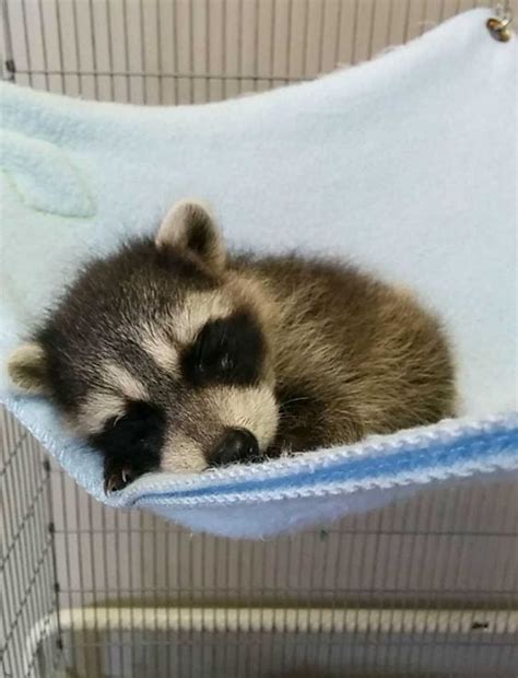 Cute Baby Raccoon Too Cute To Bear