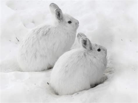 Snowshoe Hares In Winter Pelage Camouflaged In Snow Lepus Americanus