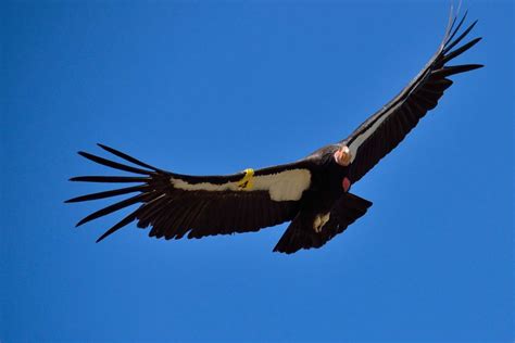 Rare California Condor Chick Born Was Just Born At Nature Preserve