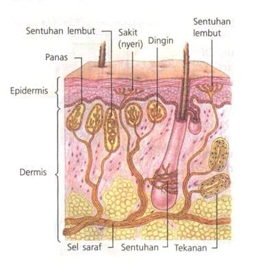 Kurap adalah penyakit kulit yang disebabkan karena adanya jamur. Apa Yang Dimaksud Saluran Pencernaan Sebutkan Sedikitnya 3 ...