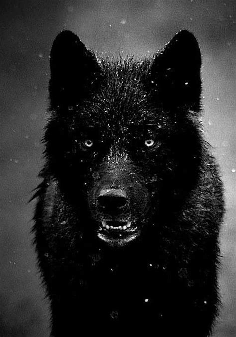 Beautiful Black Wolf Black Wolf Beautiful Wolves Animals Wild
