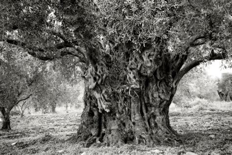 Ancient Trees Portraits Of Time By Photographer Beth Moon Ancient