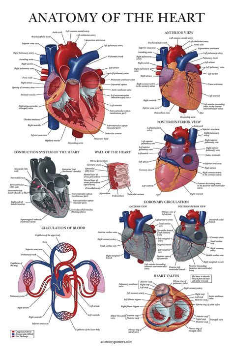 Palace Learning Heart Anatomy Poster Laminated Anatomical Chart Of