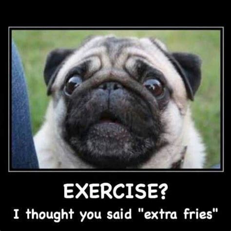 Make your own images with our meme generator or animated gif maker. 19++ Funny Memes About Fat Dogs - Factory Memes