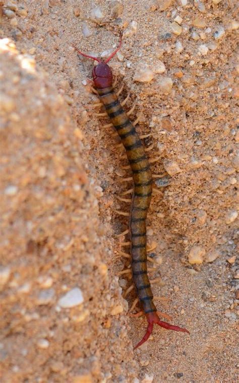 [View 37+] Animals That Have Antennae Two Examples