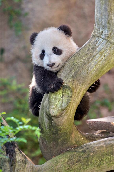 Absolutely Adorable Baby Panda Cub Xiao Liwu Clutches A Tree Branch