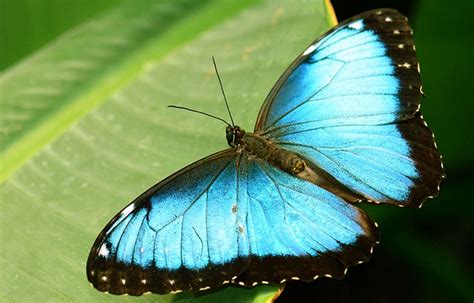 Qué Come La Mariposa Morfo Azul Sooluciona