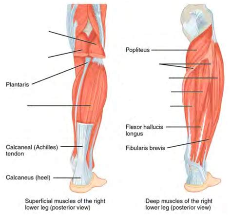Leg Muscles Diagram Labeled Posterior Leg Muscle Labeling Upper