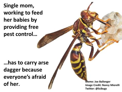 Bug Eric Bee Vs Wasp Memes Perpetuate Ignorance